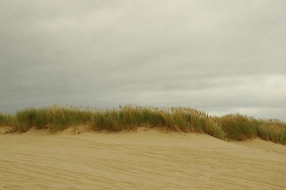 Oregon Dunes