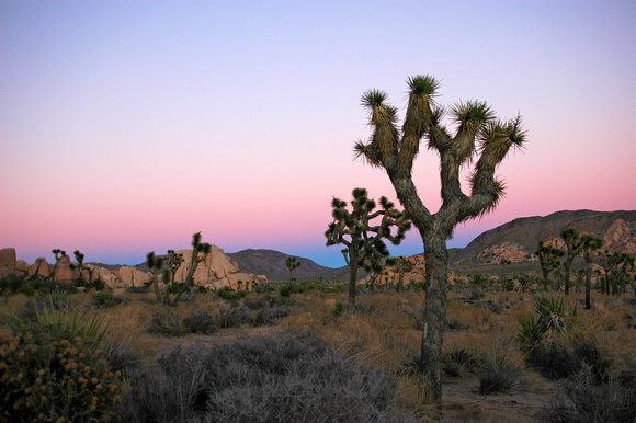 Joshua Tree National Park, EEUU