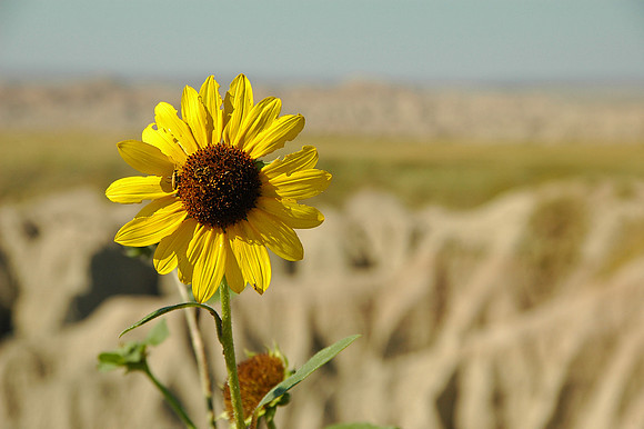 Badlands National Park, SD