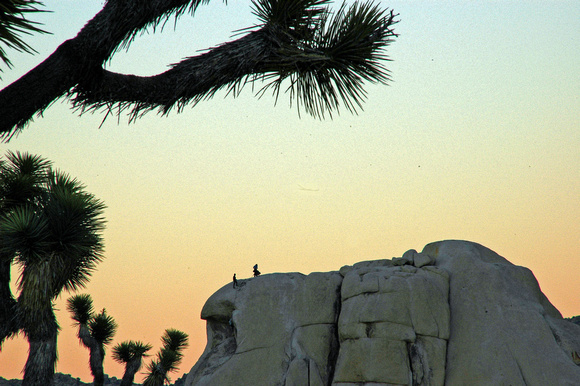 Joshua Tree National Park, EEUU