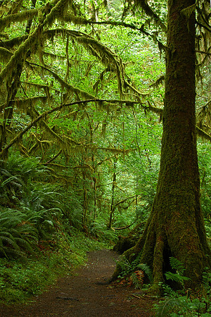 Rain forest, Olympic National Park, Washington
