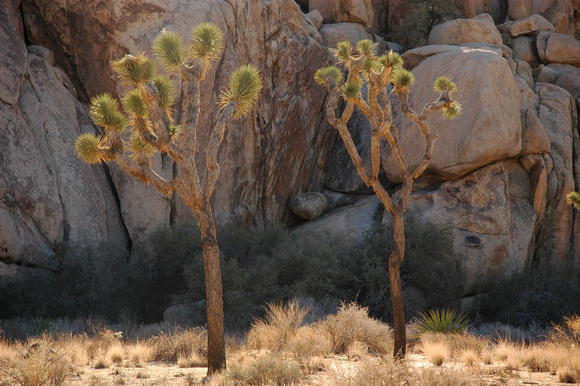 Joshua Tree National Park, EEUU
