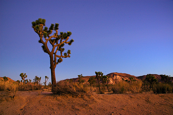 Joshua Tree National Park, EEUU