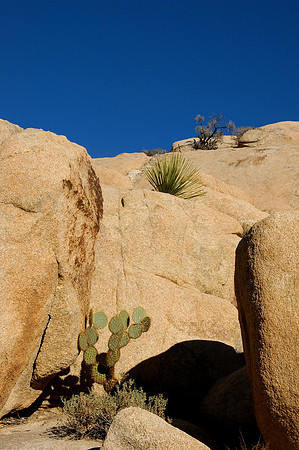 Joshua Tree National Park, EEUU