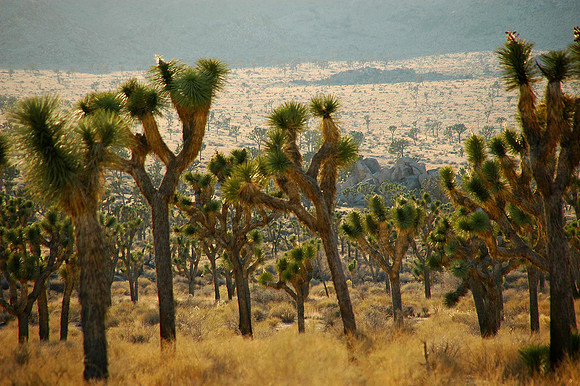 Joshua Tree National Park, EEUU