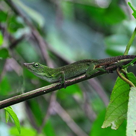Parque Nacional Manuel Antonio